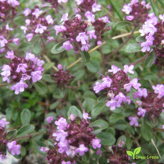20 seeds of Breckland Thyme - THYMUS SERPYLLUM + Gift 5 seeds of Sunflower
