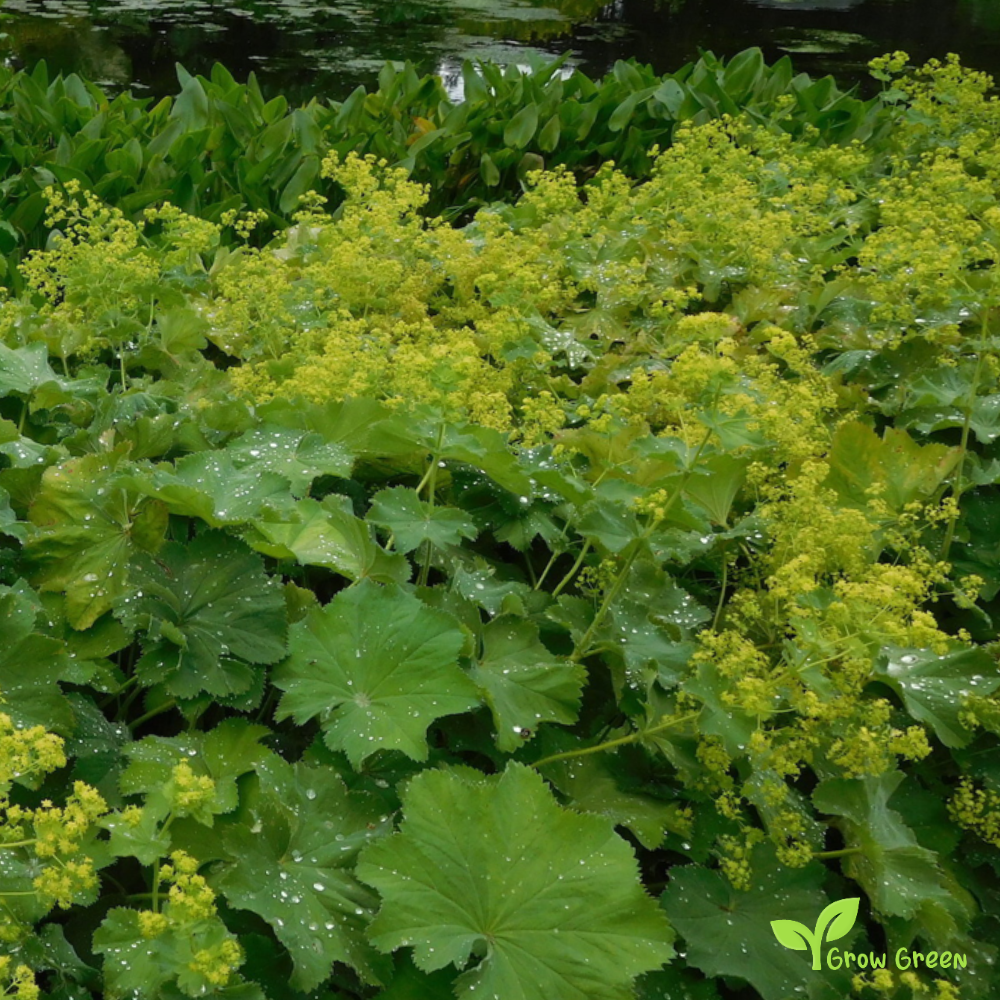 20 seeds of Garden Lady's-Mantle - ALCHEMILLA MOLLIS + Gift 5 seeds of Sunflower