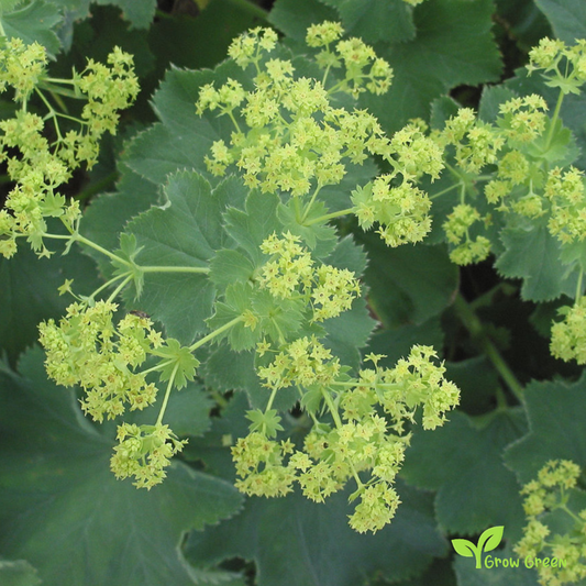 20 seeds of Garden Lady's-Mantle - ALCHEMILLA MOLLIS + Gift 5 seeds of Sunflower
