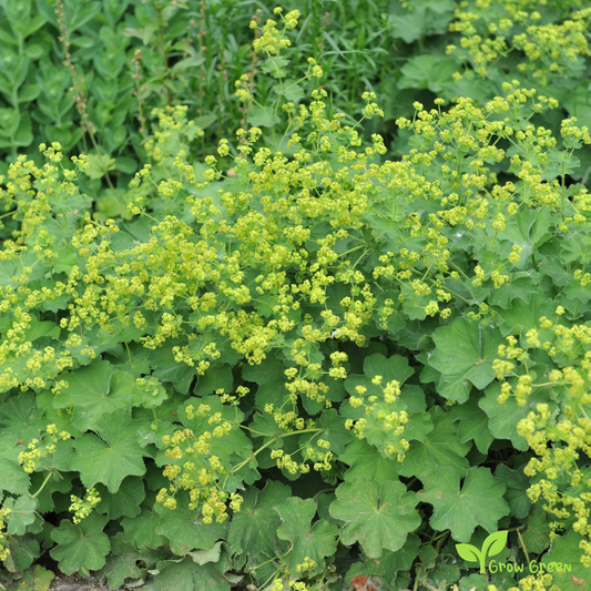20 seeds of Garden Lady's-Mantle - ALCHEMILLA MOLLIS + Gift 5 seeds of Sunflower