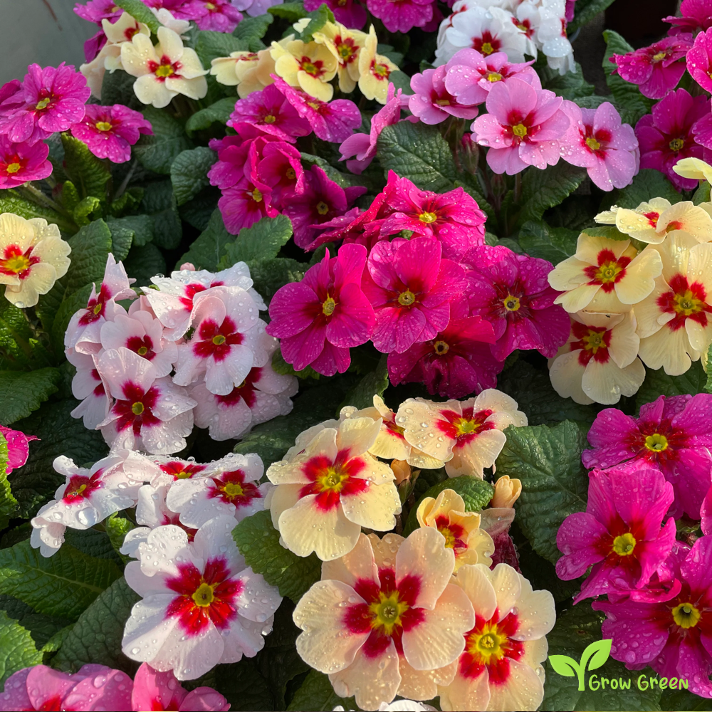 20 seeds of Primula Mix - PRIMROSE + Gift 5 seeds of Sunflower
