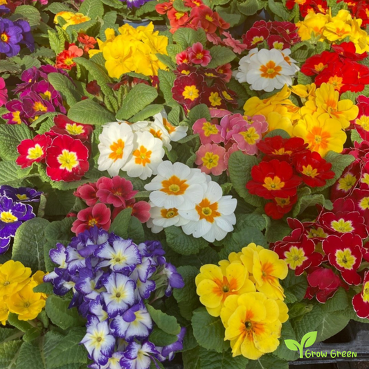 20 seeds of Primula Mix - PRIMROSE + Gift 5 seeds of Sunflower