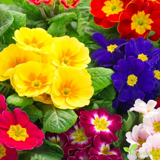 20 seeds of Primula Mix - PRIMROSE + Gift 5 seeds of Sunflower