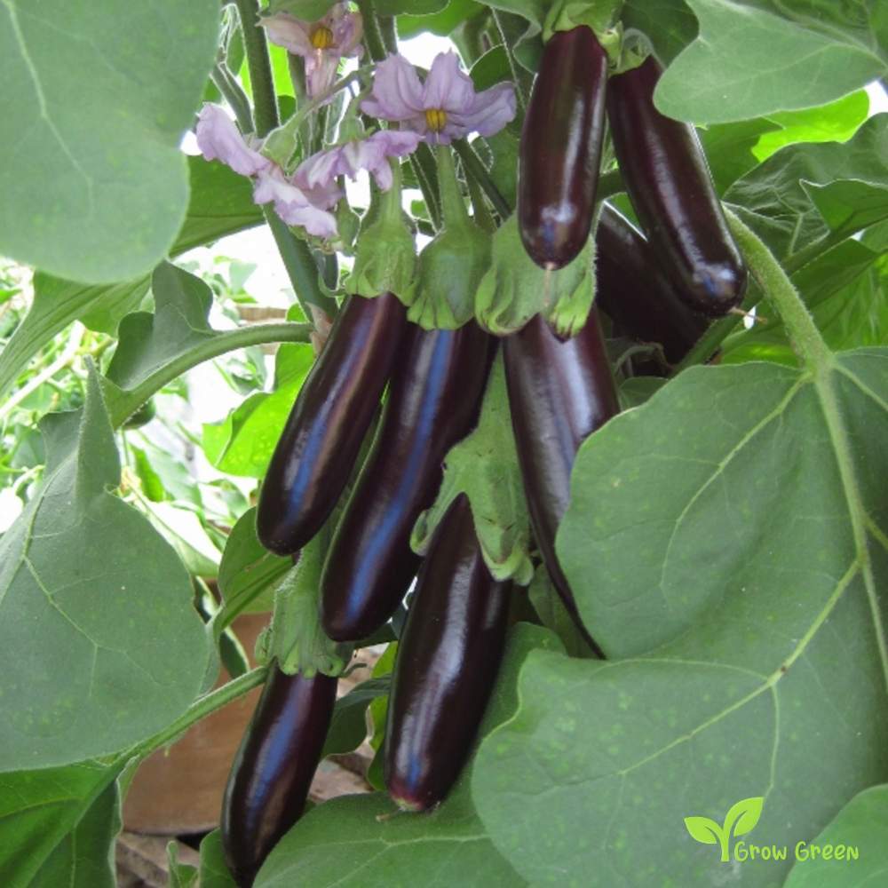 20 seeds of Aubergine Long Purple - SOLANUM MELONGENA + Gift 5 seeds of Sunflower