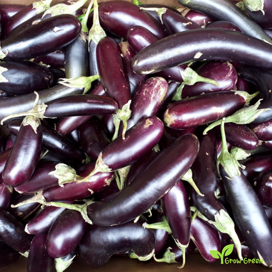 20 seeds of Aubergine Long Purple - SOLANUM MELONGENA + Gift 5 seeds of Sunflower