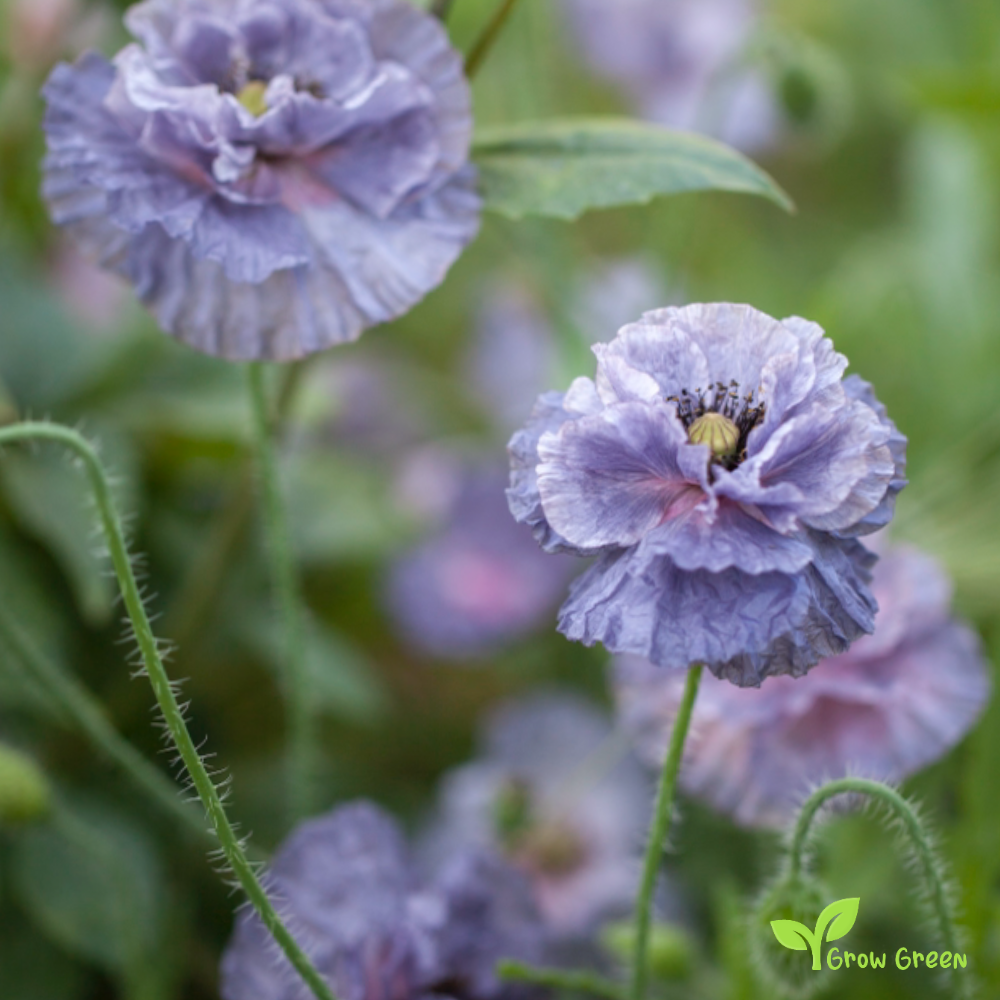 10 seeds of Grey Poppy 10 - PAPAVER + Gift 5 seeds of Sunflower