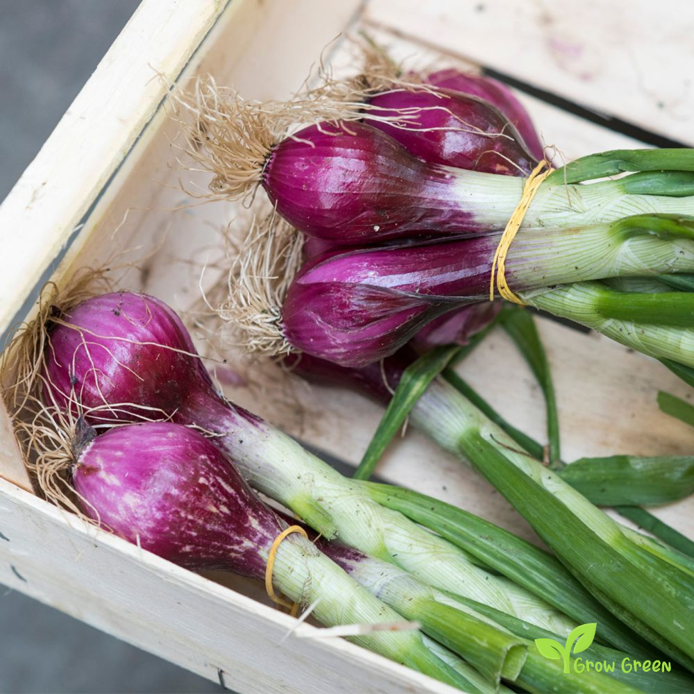 30 seeds of Onion Purple Spring - ALLIUM CEPA + Gift 5 seeds of Sunflower