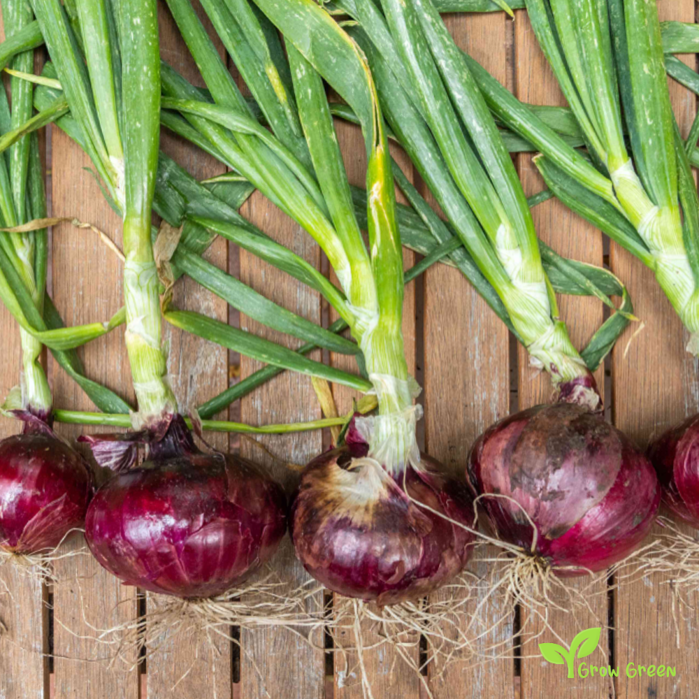 30 seeds of Onion Purple Spring - ALLIUM CEPA + Gift 5 seeds of Sunflower