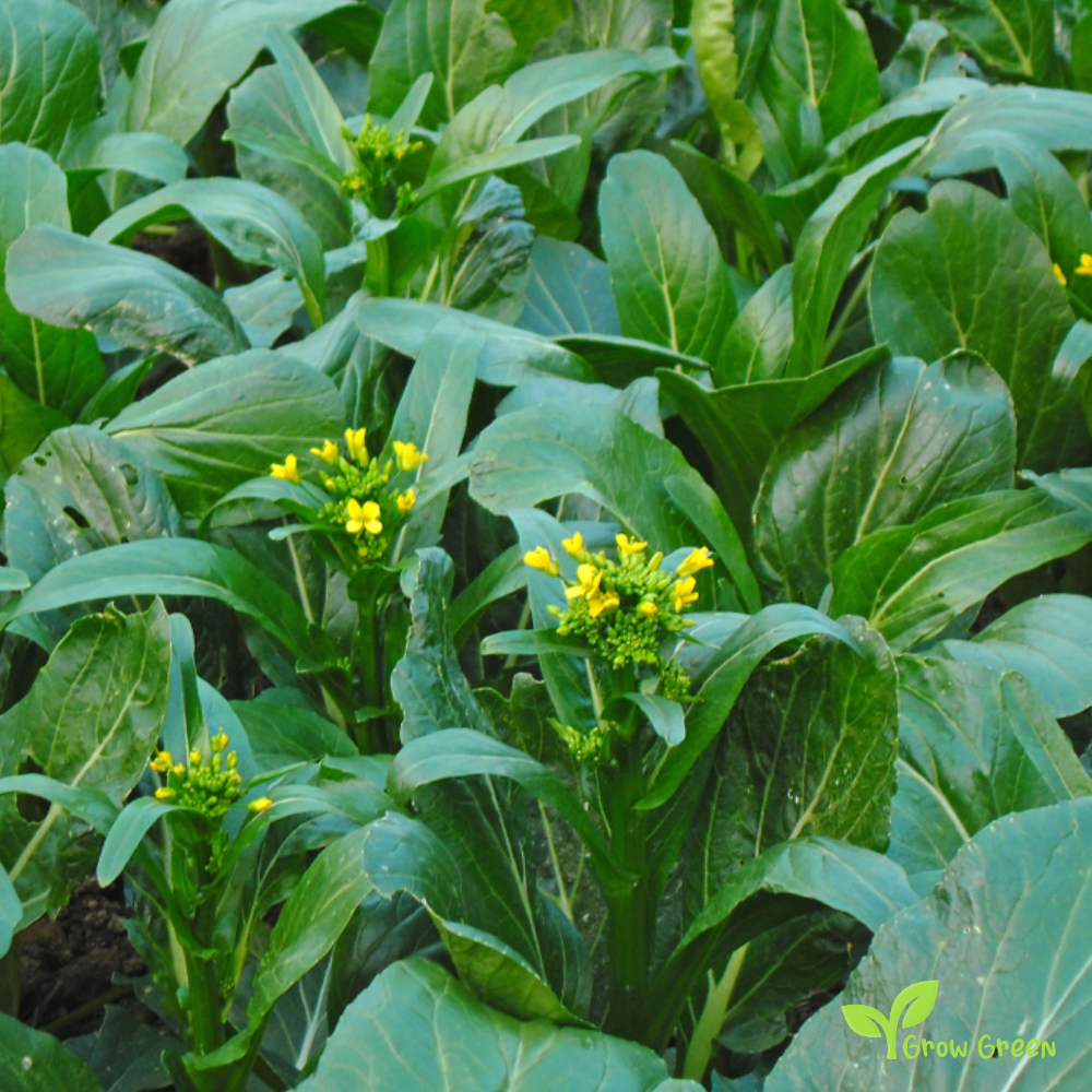 20 seeds of Choy Sum - BRASSICA RAPA + Gift 5 seeds of Sunflower