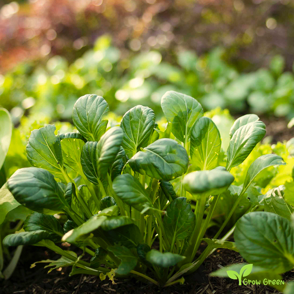 20 seeds Tatsoi - BRASSICA RAPA NARINOSA + Gift 5 seeds of Sunflower