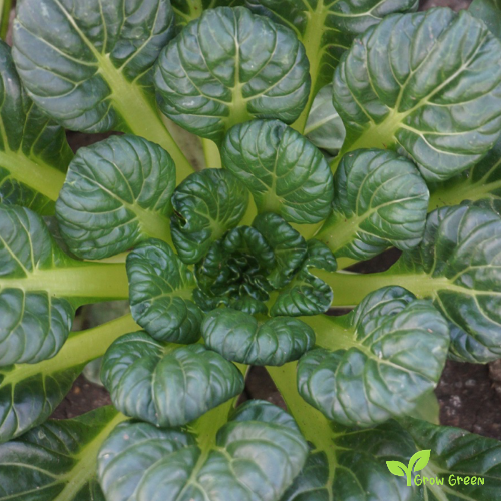 20 seeds Tatsoi - BRASSICA RAPA NARINOSA + Gift 5 seeds of Sunflower