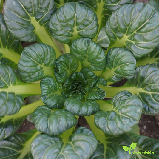 20 seeds Tatsoi - BRASSICA RAPA NARINOSA + Gift 5 seeds of Sunflower