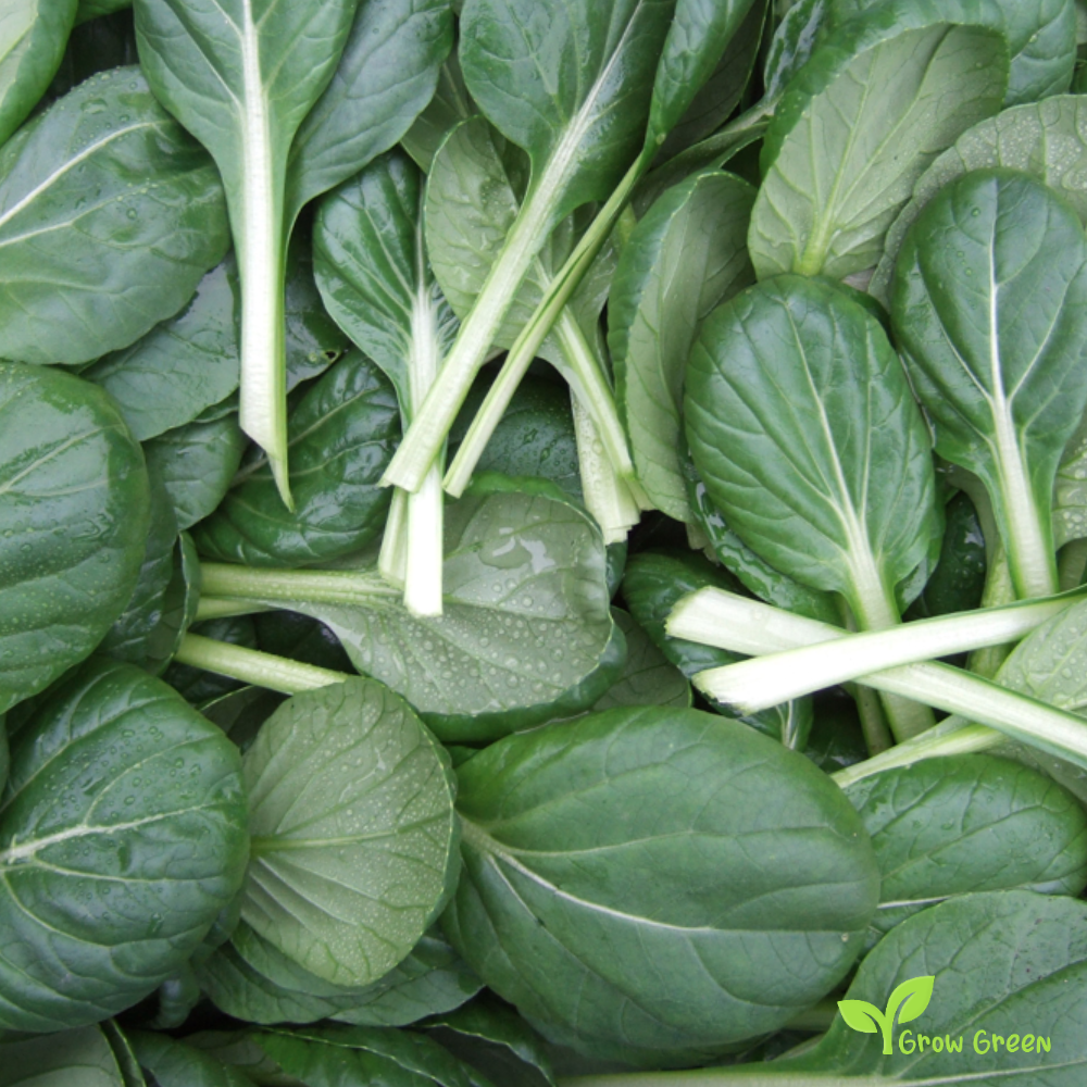 20 seeds Tatsoi - BRASSICA RAPA NARINOSA + Gift 5 seeds of Sunflower
