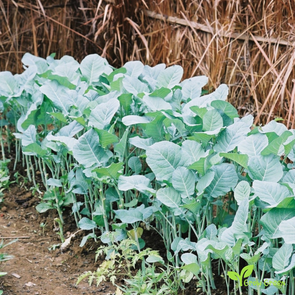 20 seeds of Ethiopian Mustard - BRASSICA CARINATA + Gift 5 seeds of Sunflower
