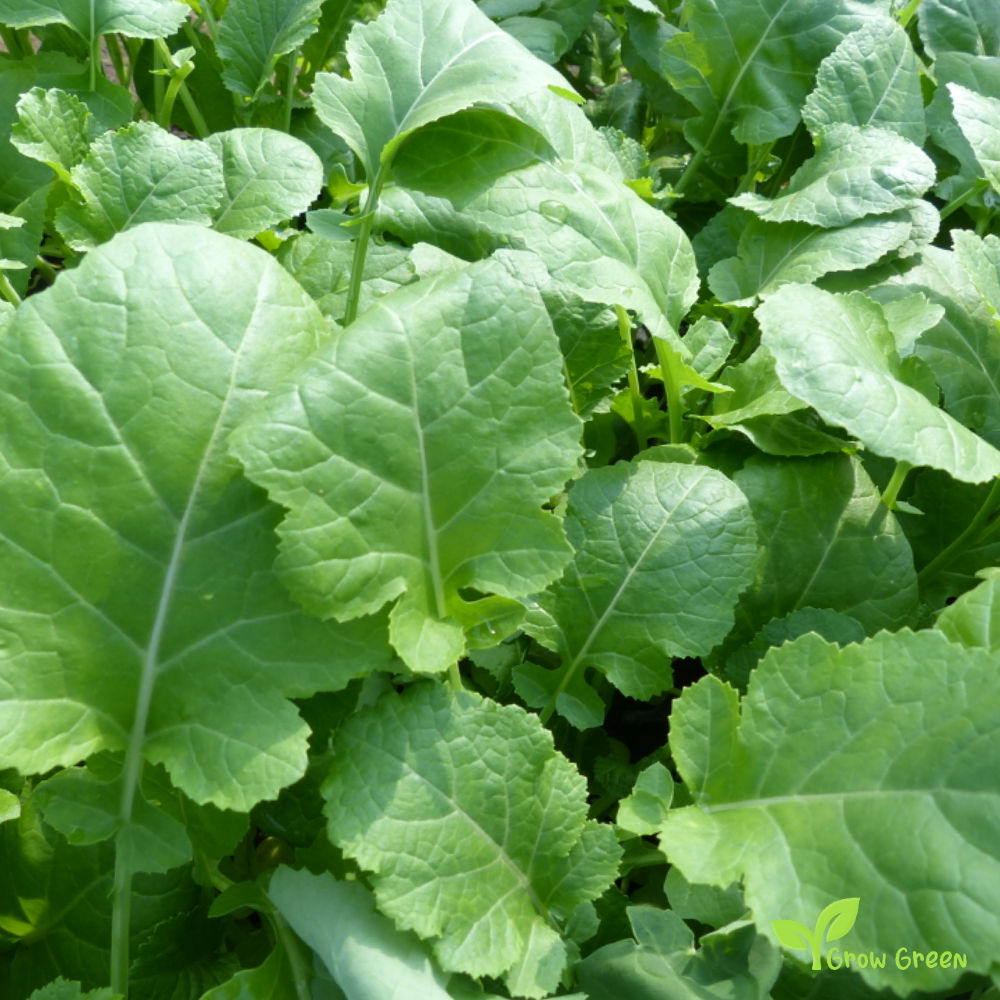 20 seeds of Ethiopian Mustard - BRASSICA CARINATA + Gift 5 seeds of Sunflower
