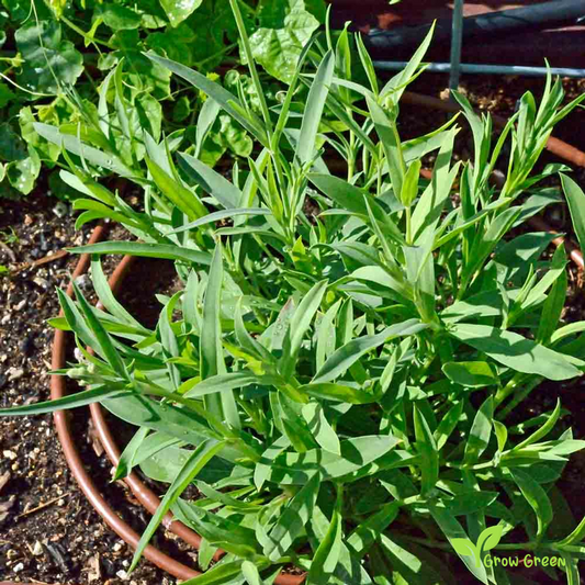 20 seeds of Bladder Campion - SILENE INFLATA VULGARIS + Gift 5 seeds of Sunflower