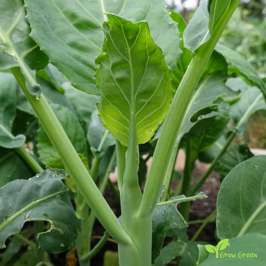 20 seeds of Gai Lan - BRASSICA OLERACEA - Chinese Kale + Gift 5 seeds of Sunflower
