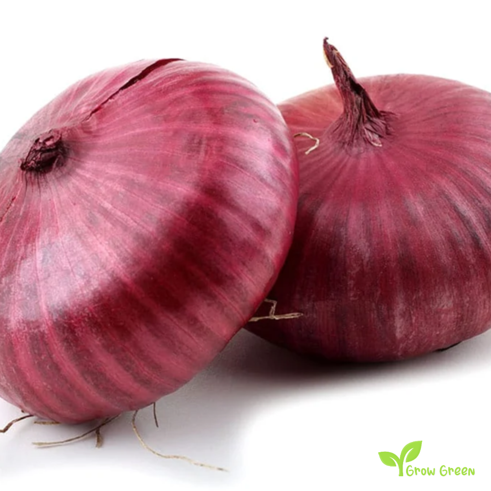 30 seeds of Flat Red Onion Firenze - ALLIUM CEPA + Gift 5 seeds of Sunflower