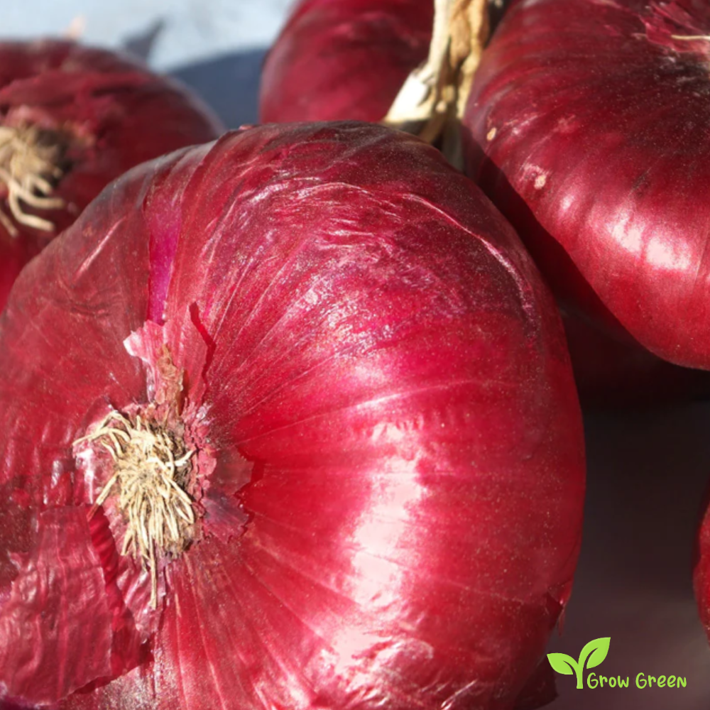 30 seeds of Flat Red Onion Firenze - ALLIUM CEPA + Gift 5 seeds of Sunflower