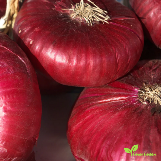 30 seeds of Flat Red Onion Firenze - ALLIUM CEPA + Gift 5 seeds of Sunflower