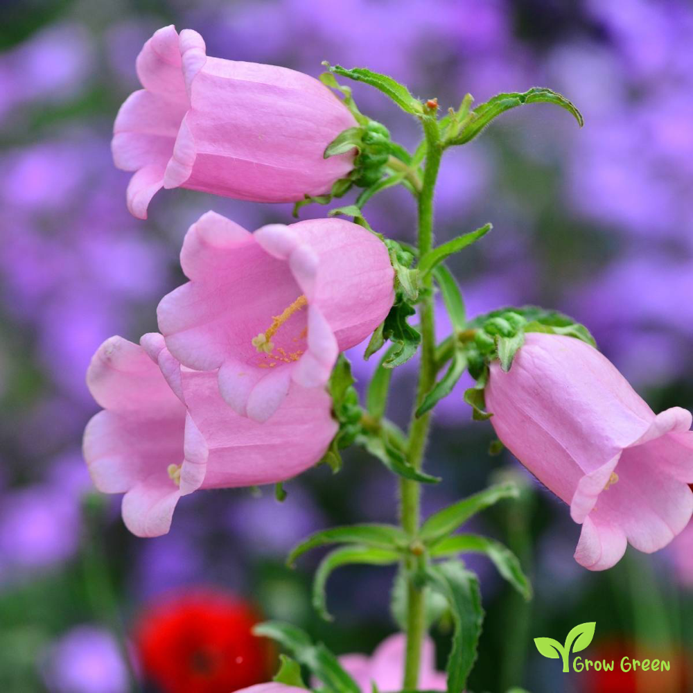 30 seeds of Pink Canterbury Bells - CAMPANULA MEDIUM + Gift 5 seeds of Sunflower