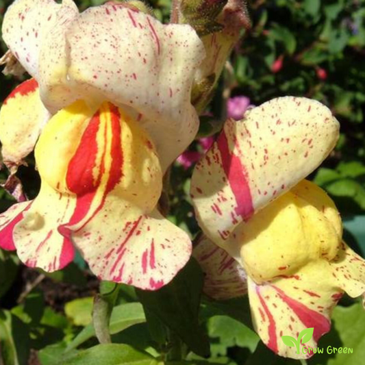 20 seeds of Snapdragon Brighton Rock - ANTIRRHINUM MAJUS + Gift 5 seeds of Sunflower