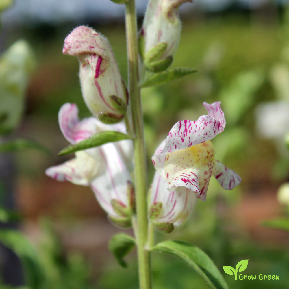 20 seeds of Snapdragon Brighton Rock - ANTIRRHINUM MAJUS + Gift 5 seeds of Sunflower