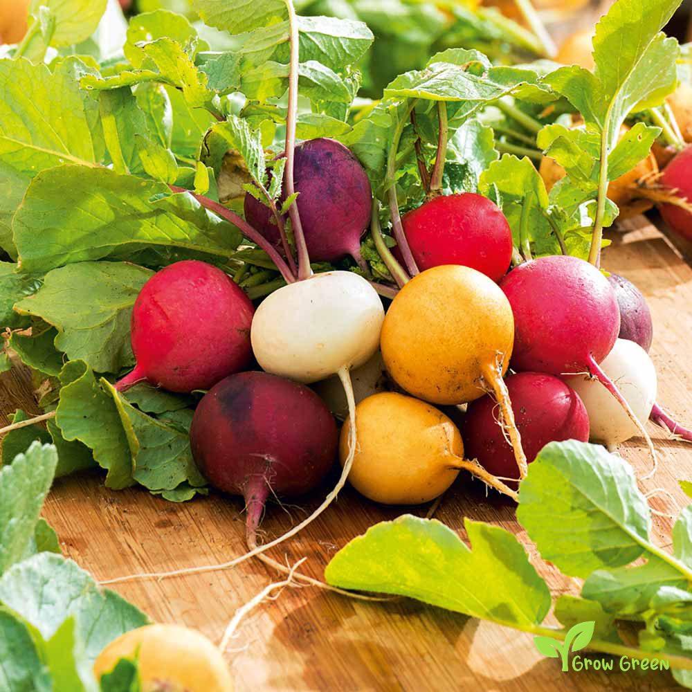 20 seeds of Rainbow Radish Mix 20 SEEDS - RAPHANUS SATIVUS + Gift 5 seeds of Sunflower
