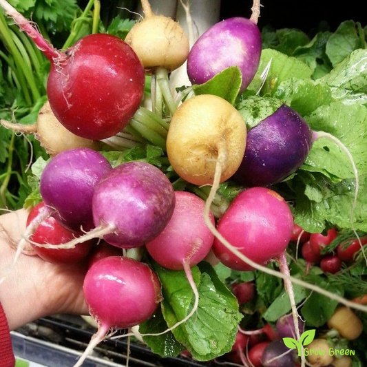 20 seeds of Rainbow Radish Mix 20 SEEDS - RAPHANUS SATIVUS + Gift 5 seeds of Sunflower