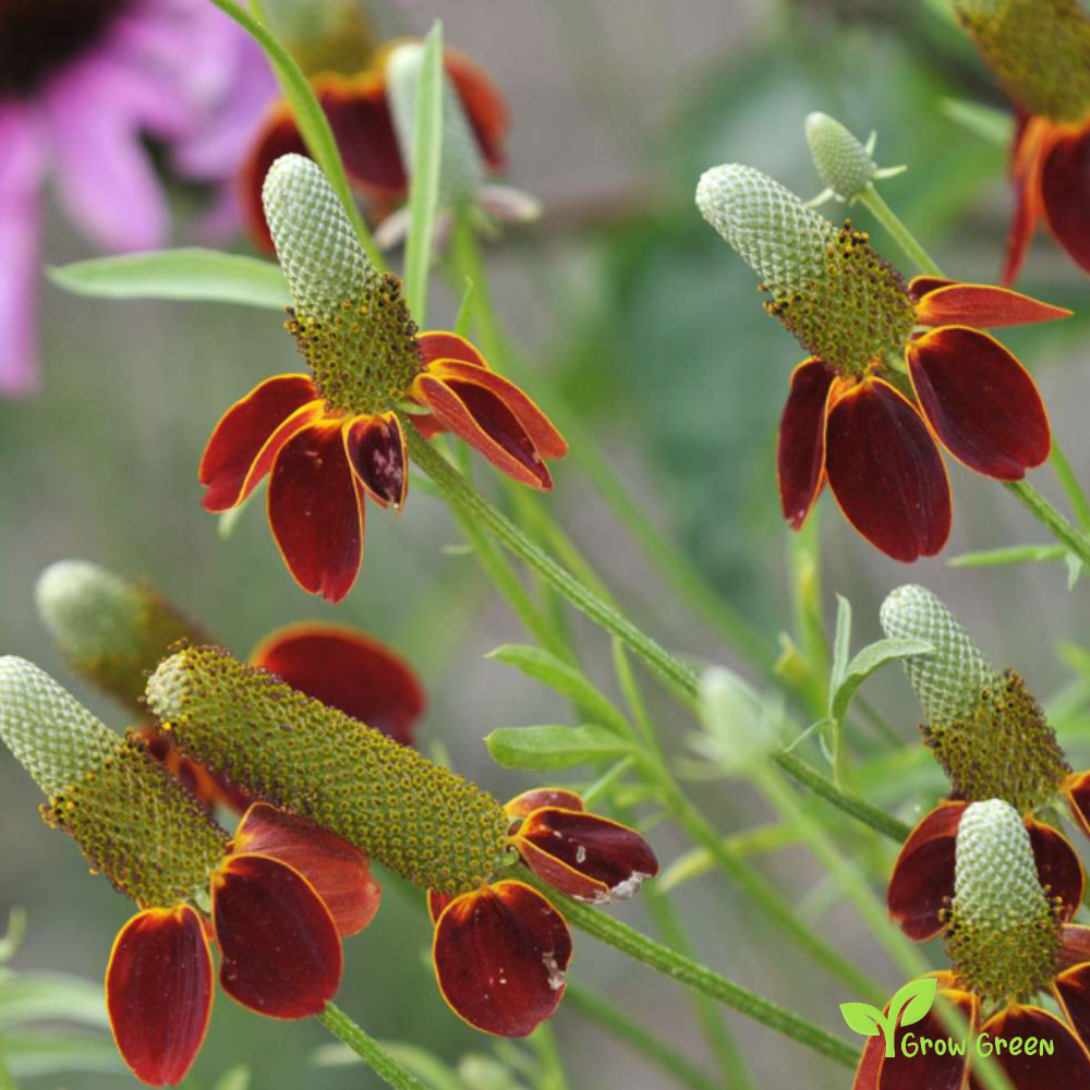 30 seeds of Mexican Hat - RATIBIDA COLUMNIFERA - Prairie + Gift 5 seeds of Sunflower