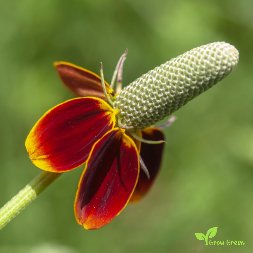 30 seeds of Mexican Hat - RATIBIDA COLUMNIFERA - Prairie + Gift 5 seeds of Sunflower