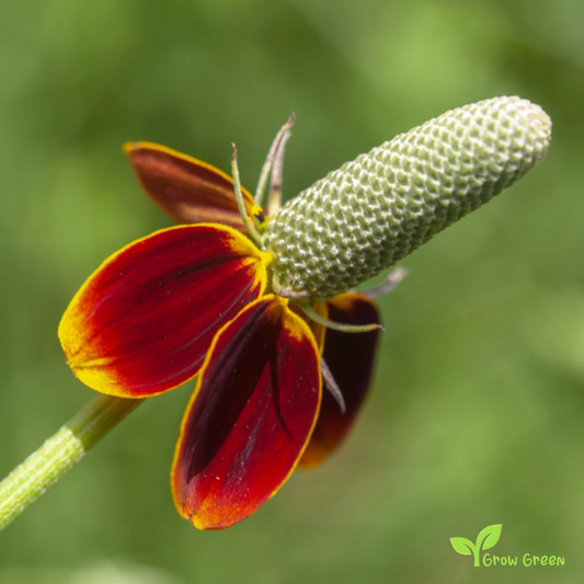 30 seeds of Mexican Hat - RATIBIDA COLUMNIFERA - Prairie + Gift 5 seeds of Sunflower