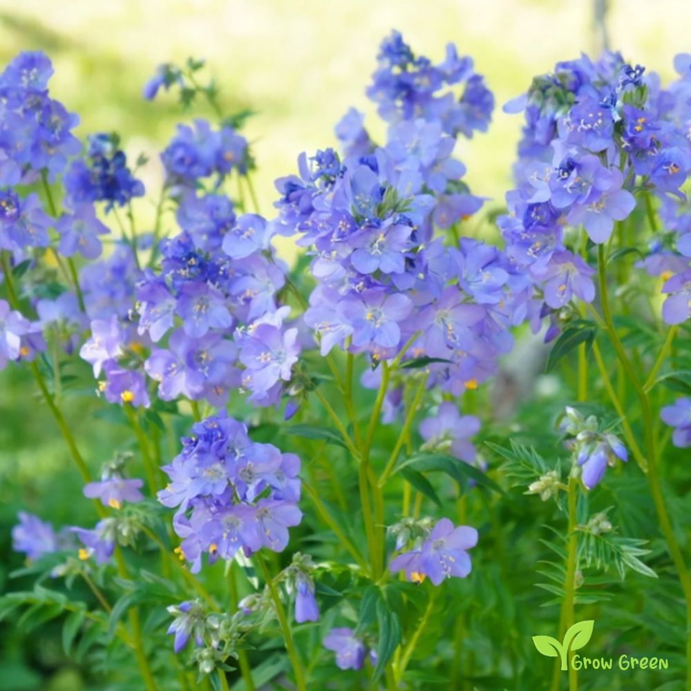 30 seeds of Jacob's Ladder - POLEMONIUM CAERULEUM + Gift 5 seeds of Sunflower