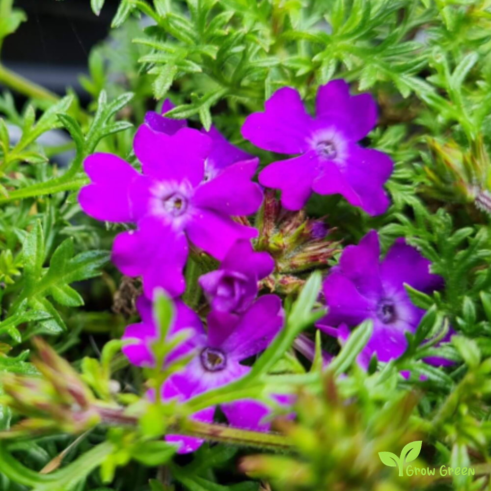 30 seeds of Moss Verbena - VERBENA TENUISECTA VENOSA + Gift 5 seeds of Sunflower