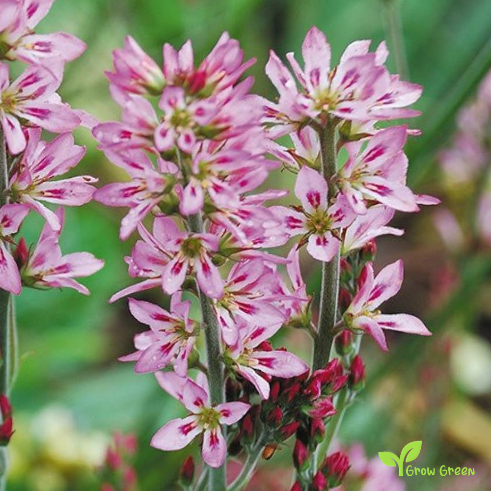 20 seeds of Wedding Flower - FRANCOA SONCHIFOLIA + Gift 5 seeds of Sunflower