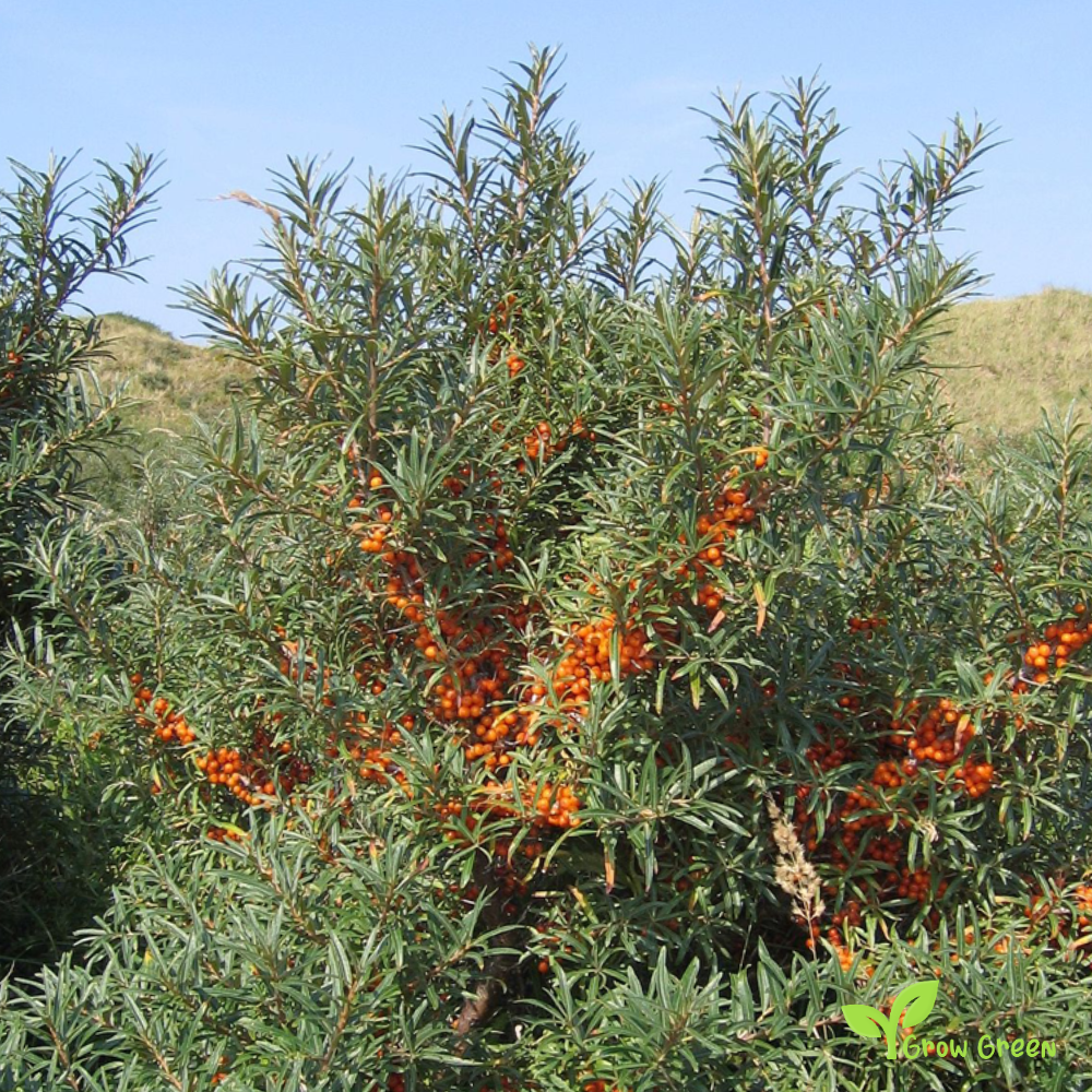 20 seeds of Sea Buckthorn - HIPPOPHAE RHAMNOIDES + Gift 5 seeds of Sunflower