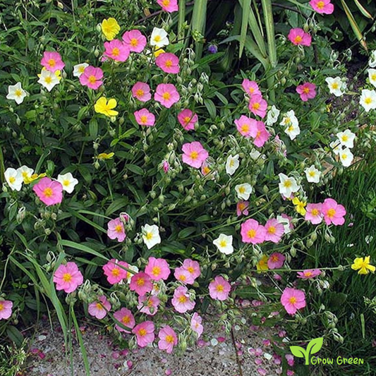 20 seeds of Rock Rose - HELIANTHEMUM MUTABILE + Gift 5 seeds of Sunflower