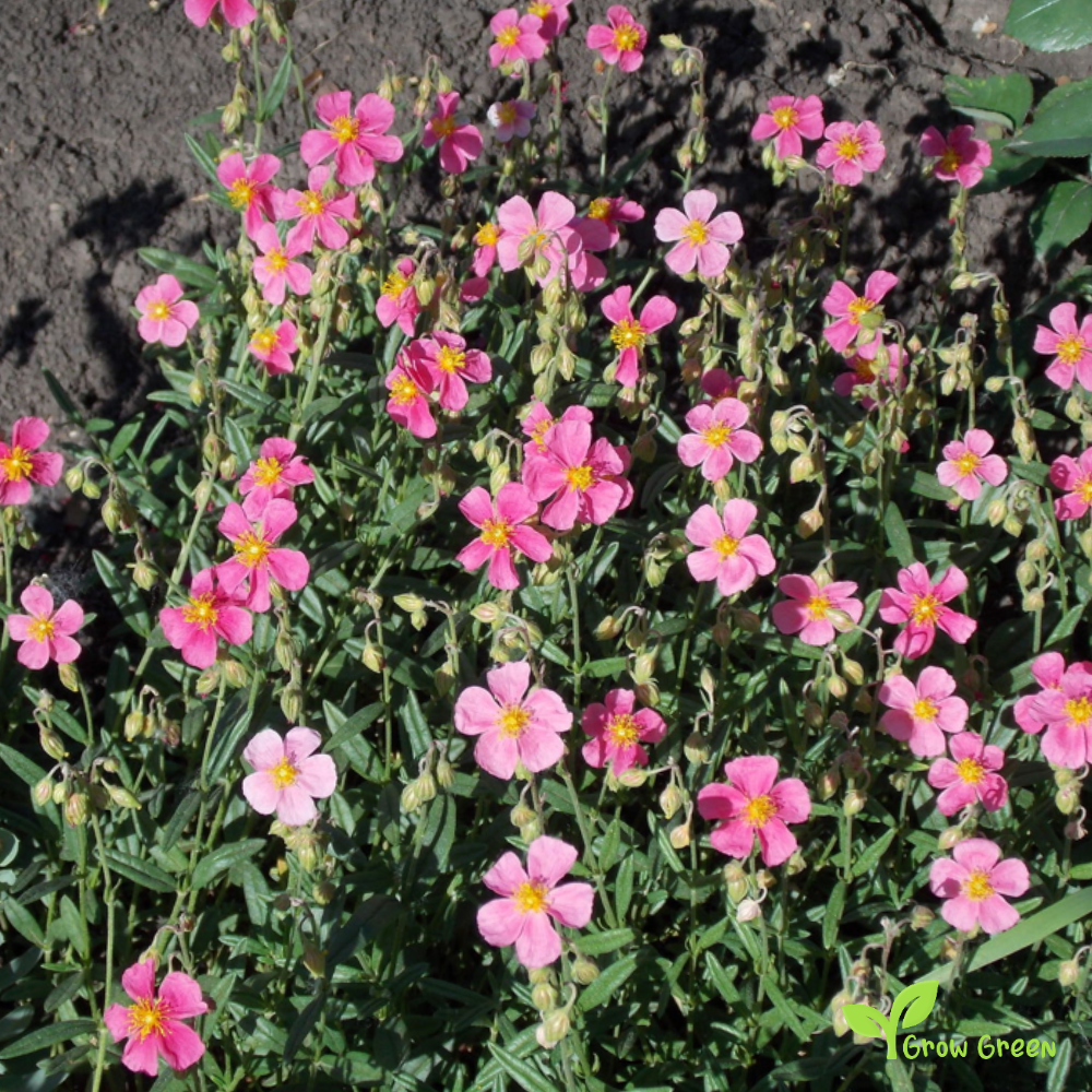 20 seeds of Rock Rose - HELIANTHEMUM MUTABILE + Gift 5 seeds of Sunflower