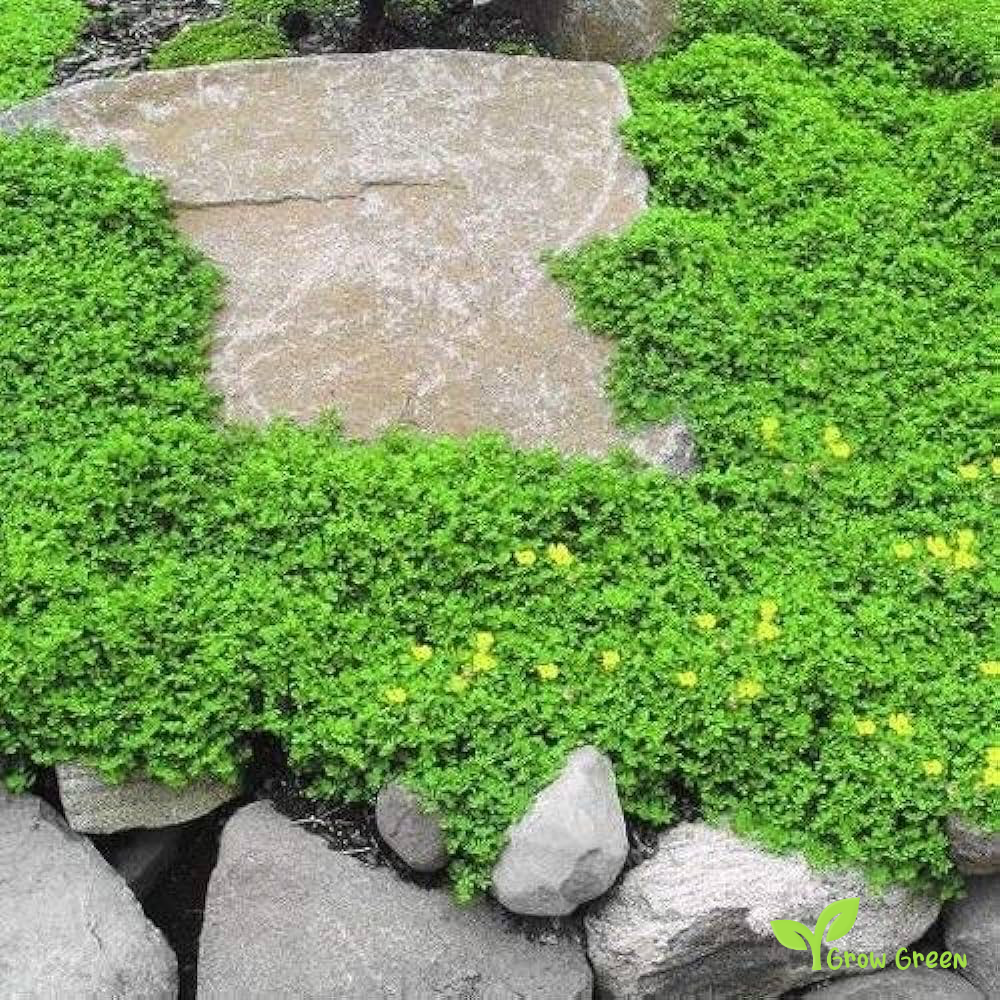 20 seeds of Smooth Rupturewort - HERNIARIA GLABRA + Gift 5 seeds of Sunflower