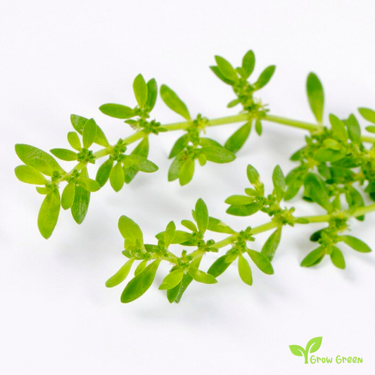 20 seeds of Smooth Rupturewort - HERNIARIA GLABRA + Gift 5 seeds of Sunflower