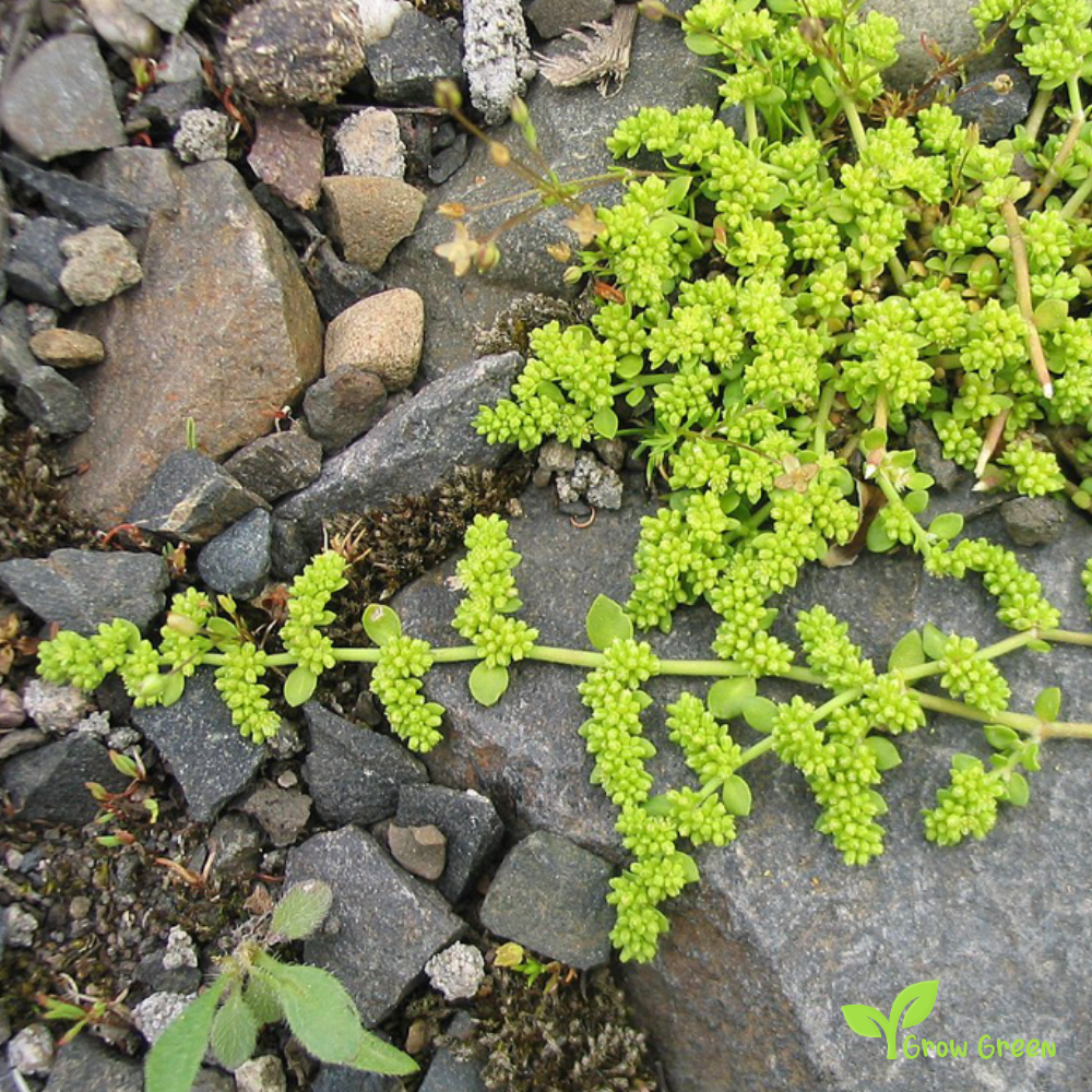 20 seeds of Smooth Rupturewort - HERNIARIA GLABRA + Gift 5 seeds of Sunflower
