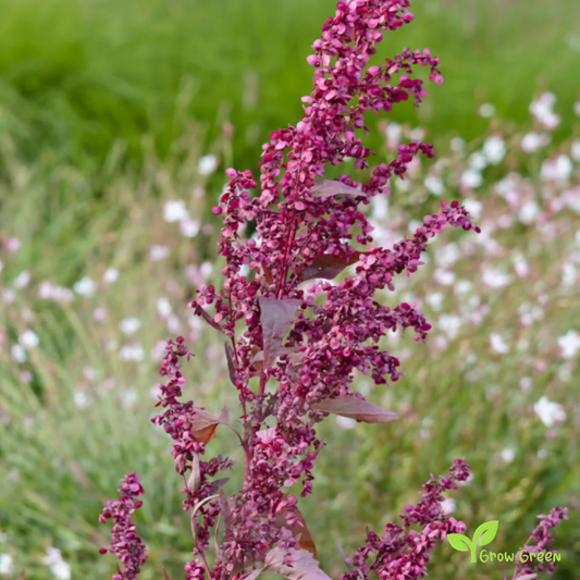 20 seeds of Red Orache - ATRIPLEX HORTENSIS - Mountain Spinach + Gift 5 seeds of Sunflower