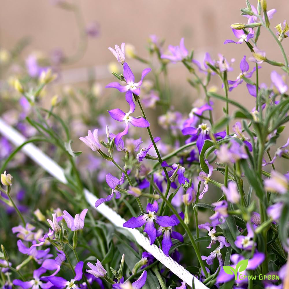 20 seeds of Night Scented Stock - MATTHIOLA LONGIPETALA BICORNIS + Gift 5 seeds of Sunflower
