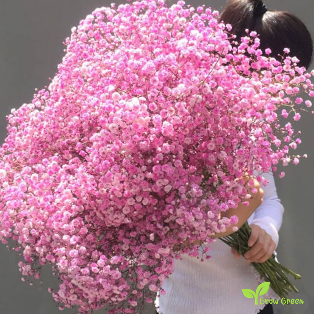 20 seeds of Pink Showy Baby's Breath - GYPSOPHILA ELEGANS + Gift 5 seeds of Sunflower