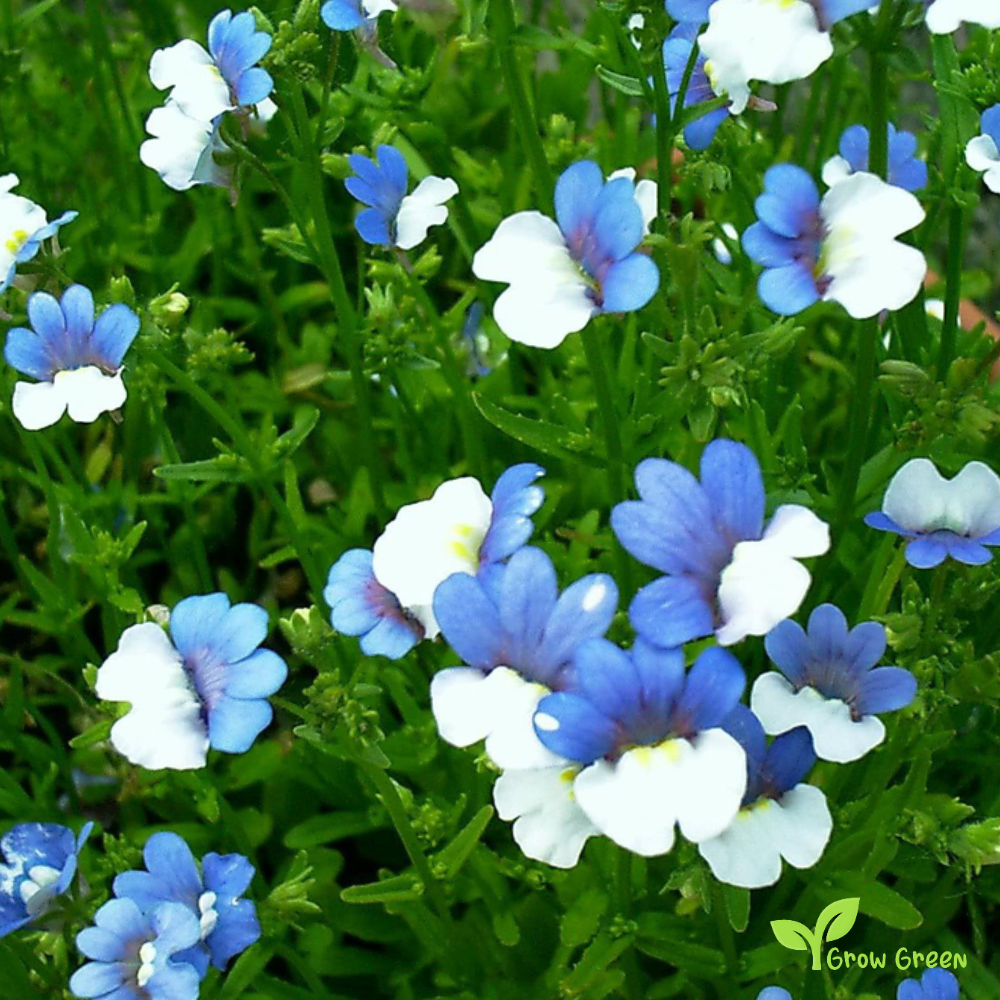 20 seeds of Nemesia Bue & White - NEMESIA STRUMOSA + Gift 5 seeds of Sunflower