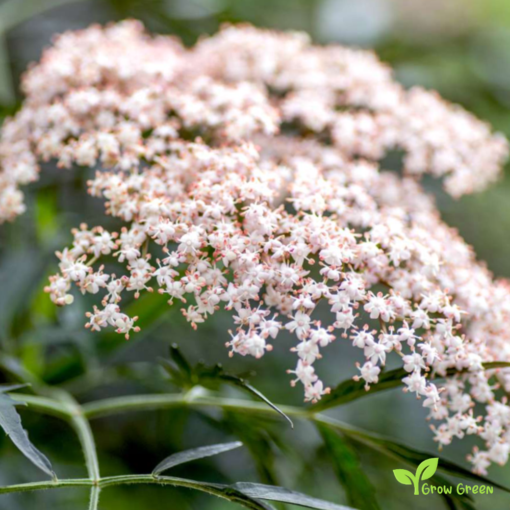 20 seeds of Black Elderberry - SAMBUCUS NIGRA + Gift 5 seeds of Sunflower