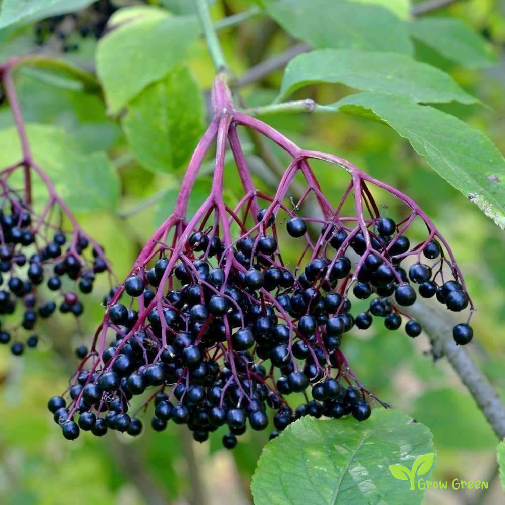 20 seeds of Black Elderberry - SAMBUCUS NIGRA + Gift 5 seeds of Sunflower