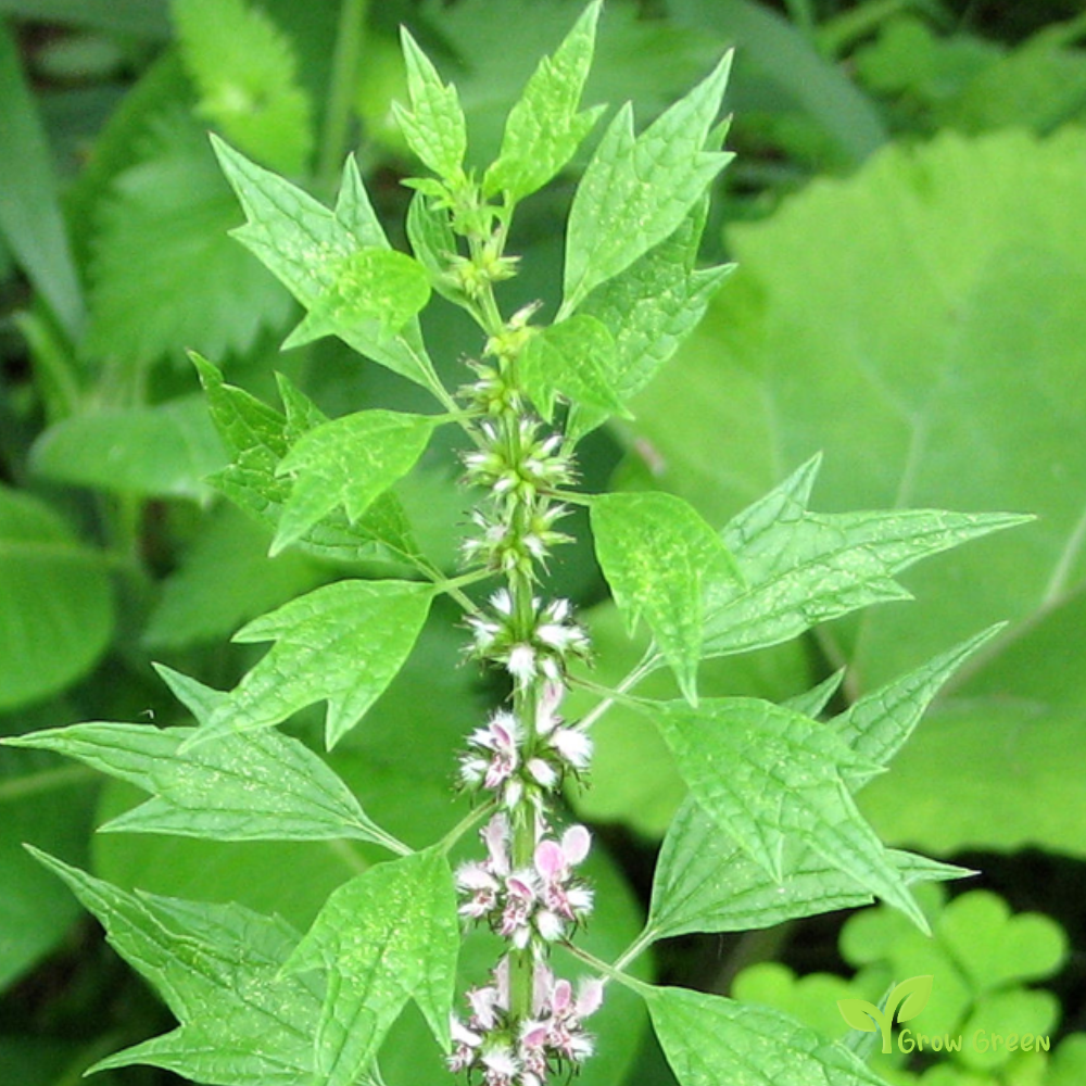 20 seeds of Motherwort - LEONURUS CARDIACA + Gift 5 seeds of Sunflower