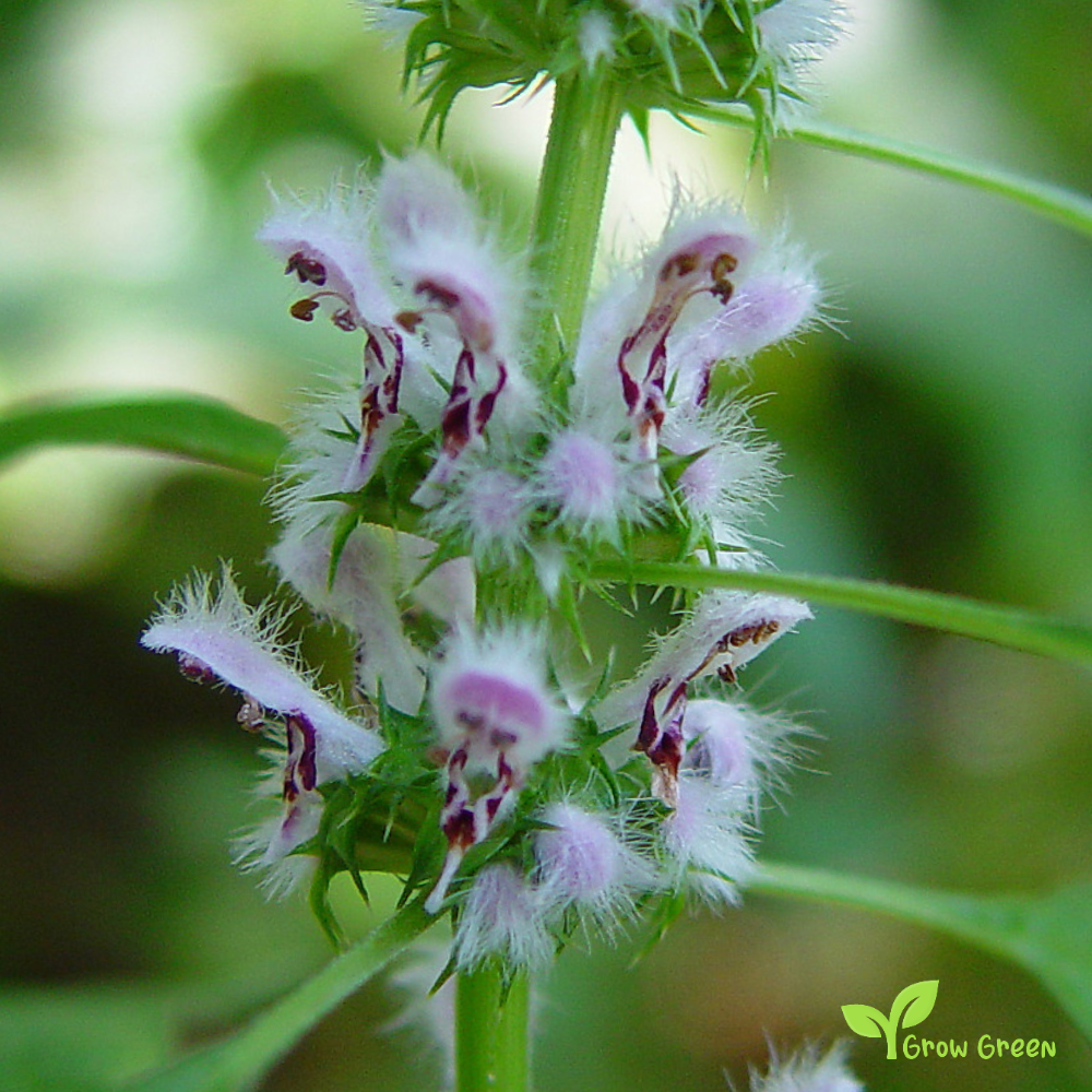 20 seeds of Motherwort - LEONURUS CARDIACA + Gift 5 seeds of Sunflower