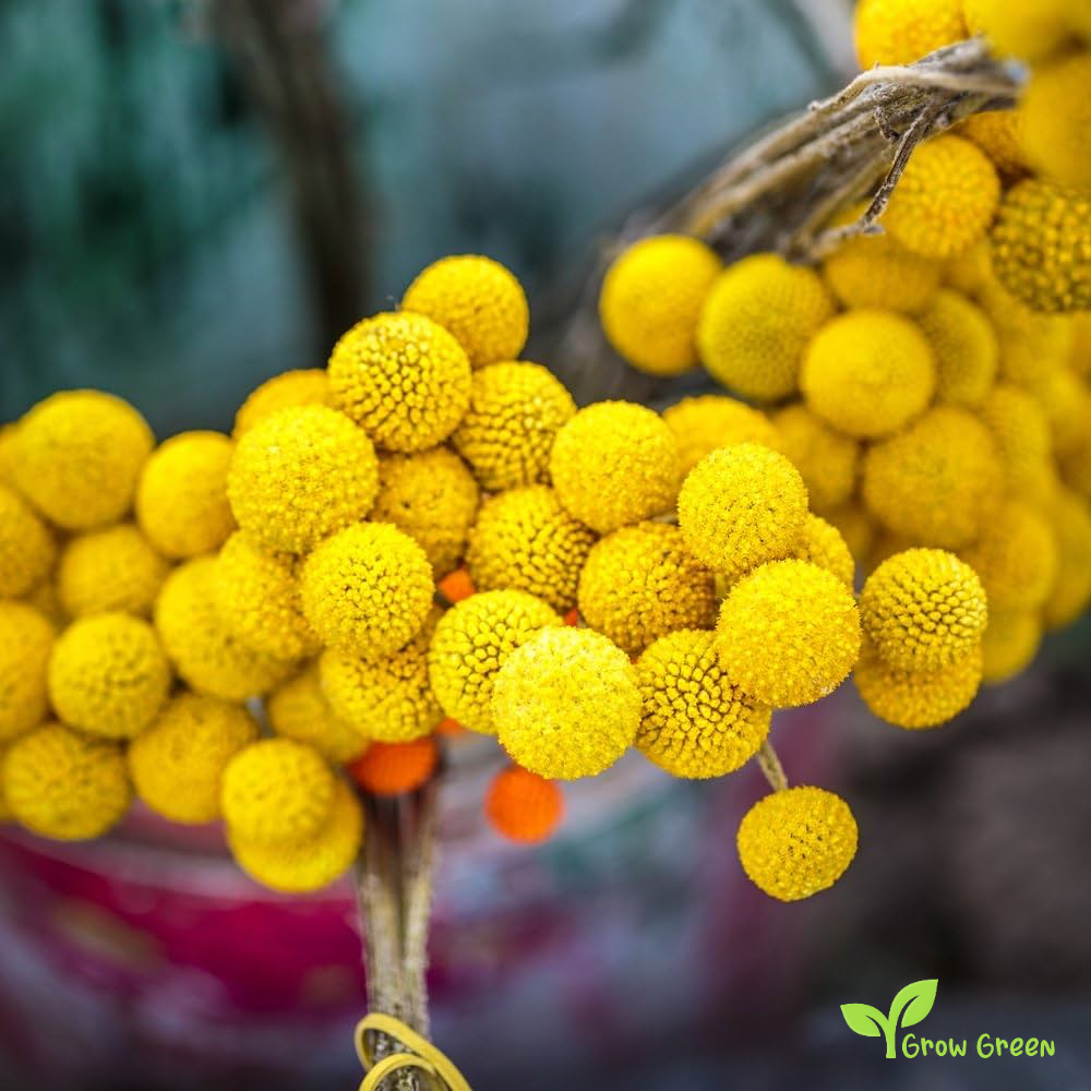 20 seeds of Billy Buttons - CRASPEDIA GLOBOSA - Golf  Beauty + Gift 5 seeds of Sunflower